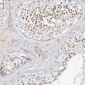 Anti-C2orf42 antibody produced in rabbit Prestige Antibodies® Powered by Atlas Antibodies, affinity isolated antibody, buffered aqueous glycerol solution
