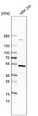 Anti-CDC37 antibody produced in rabbit Prestige Antibodies® Powered by Atlas Antibodies, affinity isolated antibody, buffered aqueous glycerol solution