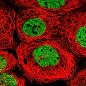 Anti-PYURF antibody produced in rabbit Prestige Antibodies® Powered by Atlas Antibodies, affinity isolated antibody, buffered aqueous glycerol solution