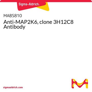 Anti-MAP2K6, clone 3H12C8 Antibody