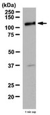 Anti-GRIP-1 Antibody, CT from rabbit, purified by affinity chromatography