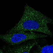 Anti-COQ9 antibody produced in rabbit Prestige Antibodies® Powered by Atlas Antibodies, affinity isolated antibody, buffered aqueous glycerol solution