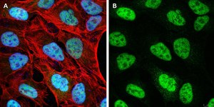 Anti-NCOA1 Antibody, clone 5B9, ZooMAb® Rabbit Monoclonal recombinant, expressed in HEK 293 cells