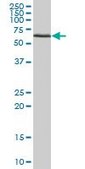 Anti-ATAD3B antibody produced in mouse IgG fraction of antiserum, buffered aqueous solution