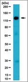 Anti-TRIM33 Antibody, clone 3B5.1 clone 3B5.1, 1 mg/mL, from mouse
