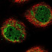Anti-HIGD1A antibody produced in rabbit Prestige Antibodies® Powered by Atlas Antibodies, affinity isolated antibody, buffered aqueous glycerol solution