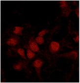 Anti-phospho Brd4 (Ser492/Ser494) from rabbit, purified by affinity chromatography