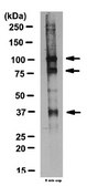 Anti-DAZ Antibody from rabbit, purified by affinity chromatography