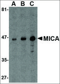 Anti-MICA antibody produced in rabbit affinity isolated antibody, buffered aqueous solution