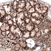 Monoclonal Anti-Wnt5A Antibody Produced In Mouse Prestige Antibodies® Powered by Atlas Antibodies, clone CL13683, affinity isolated antibody, buffered aqueous glycerol solution