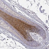 Anti-DAPL1 antibody produced in rabbit Prestige Antibodies® Powered by Atlas Antibodies, affinity isolated antibody, buffered aqueous glycerol solution