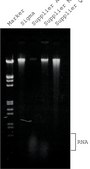 GenElute™ Plant Genomic DNA Miniprep Kit sufficient for 350 purifications