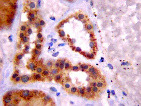 Anti-Cav1.2 calcium channel Antibody, clone L57/46 clone L57/46, from mouse