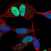 Anti-JUND antibody produced in rabbit Prestige Antibodies® Powered by Atlas Antibodies, affinity isolated antibody, buffered aqueous glycerol solution