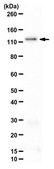 Anti-RAG-1 Antibody from rabbit, purified by affinity chromatography