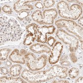 Anti-FAM20B antibody produced in rabbit Prestige Antibodies® Powered by Atlas Antibodies, affinity isolated antibody, buffered aqueous glycerol solution