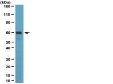 Anti-Glypican-1 Antibody, clone 4D1 clone 4D1, from mouse