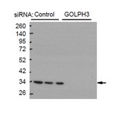Anti-GOLPH3 Antibody from rabbit, purified by affinity chromatography