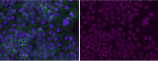 Anti-dimethyl Histone H3 Antibody (Lys4), Alexa Fluor&#8482; 647 Conjugate from rabbit