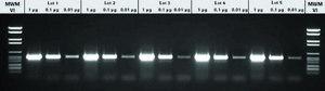 Taq DNA Polymerase, dNTPack suitable for PCR, optimum pH ~9.0 (20 °C), dNTPs included