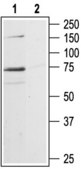 Anti-P2X7 Purinergic Receptor antibody produced in rabbit affinity isolated antibody, lyophilized powder