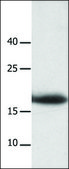 Anti-LAIR2 antibody produced in rabbit affinity isolated antibody