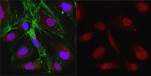 Anti-Thymine-DNA Glycosylase Antibody from rabbit, purified by affinity chromatography