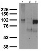 Anti-Potassium channel Kv2.1 Antibody, clone L80/21 clone L80/21, from mouse