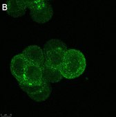 Anti-Rab5A Antibody, clone 3L17 ZooMAb® Rabbit Monoclonal recombinant, expressed in HEK 293 cells