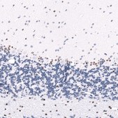 Monoclonal Anti-POU3F3 antibody produced in mouse Prestige Antibodies® Powered by Atlas Antibodies, clone CL15302, purified antibody (Protein A)