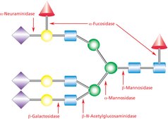 β-Mannosidase from Helix pomatia 5-30 units/mL, ammonium sulfate suspension, crude extract