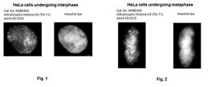 Anti-phospho Histone H3 (Thr11) Antibody, clone 6G12C5 clone 6G12C5, 1 mg/mL, from rat