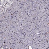 Anti-CCNF antibody produced in rabbit Prestige Antibodies® Powered by Atlas Antibodies, affinity isolated antibody