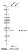 Anti-UQCRFS1 antibody produced in rabbit Prestige Antibodies® Powered by Atlas Antibodies, affinity isolated antibody, buffered aqueous glycerol solution