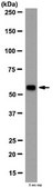 Anti-Bystin Antibody from rabbit, purified by affinity chromatography