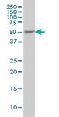 Monoclonal Anti-ING3 antibody produced in mouse clone 2C4, purified immunoglobulin, buffered aqueous solution