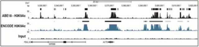 Anti-acetyl Histone H3 (Lys9) Antibody, Trial Size from rabbit, purified by affinity chromatography