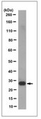 Anti-NQO2 Antibody, clone 4A4.1 clone 4A4.1, from mouse