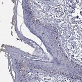 Anti-SLC4A10 antibody produced in rabbit Prestige Antibodies® Powered by Atlas Antibodies, affinity isolated antibody, buffered aqueous glycerol solution