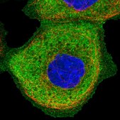 Anti-SNX9 antibody produced in rabbit Prestige Antibodies® Powered by Atlas Antibodies, affinity isolated antibody, buffered aqueous glycerol solution