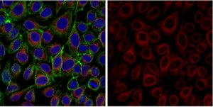 Anti-Integrin β1 Antibody, activated, clone HUTS-4, Alexa Fluor™ 555 clone HUTS-4, from mouse, ALEXA FLUOR™ 555