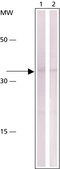 Monoclonal Anti-Cyclin D1 antibody produced in mouse clone DCS-6, ascites fluid