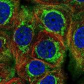 Anti-HIGD2A antibody produced in rabbit Prestige Antibodies® Powered by Atlas Antibodies, affinity isolated antibody, buffered aqueous glycerol solution