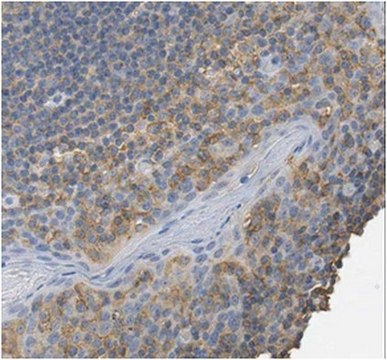 Anti-IRF8 Antibody, clone 8C6.2 clone 8C6.2, from mouse