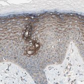 Anti-SEC16A antibody produced in rabbit Prestige Antibodies® Powered by Atlas Antibodies, affinity isolated antibody, buffered aqueous glycerol solution