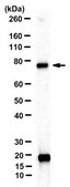 Anti-HsSAS-6 Antibody, clone 91.390.21 from mouse