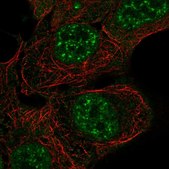 Anti-ARHGAP42 antibody produced in rabbit Prestige Antibodies® Powered by Atlas Antibodies, affinity isolated antibody, buffered aqueous glycerol solution