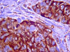 Anti-Integrin α4 Antibody, clone P1H4, azide free clone P1H4, Chemicon®, from mouse