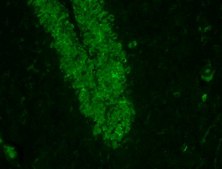 Anti-NeuN (rabbit) Antibody, Alexa Fluor™ 488 Conjugate from rabbit, ALEXA FLUOR™ 488
