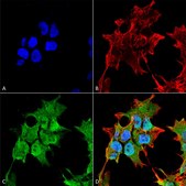 Monoclonal Anti-Git1 - Atto 488 antibody produced in mouse clone S39B-8, purified immunoglobulin